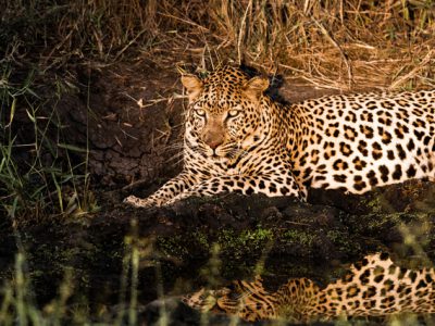 ナイトサファリがある動物園7選