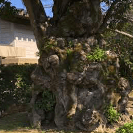 奈良国立博物館 動画
