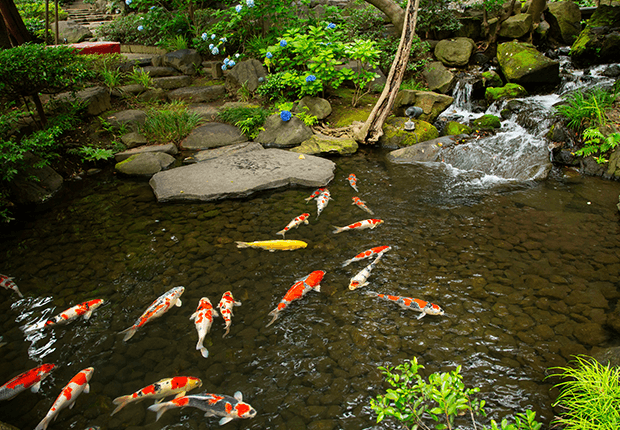 八芳園庭園のひとつは池
