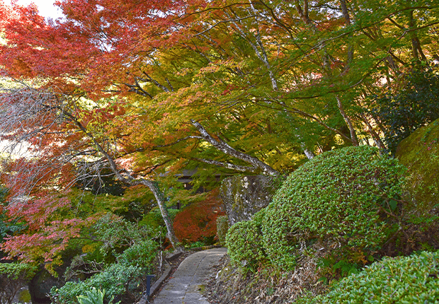 紅葉の園路