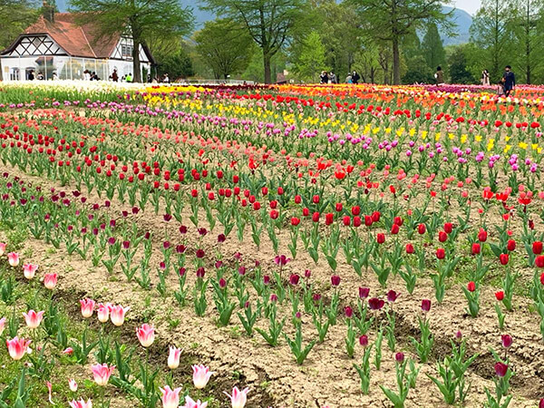 滋賀農業公園ブルーメの丘に広がる花畑